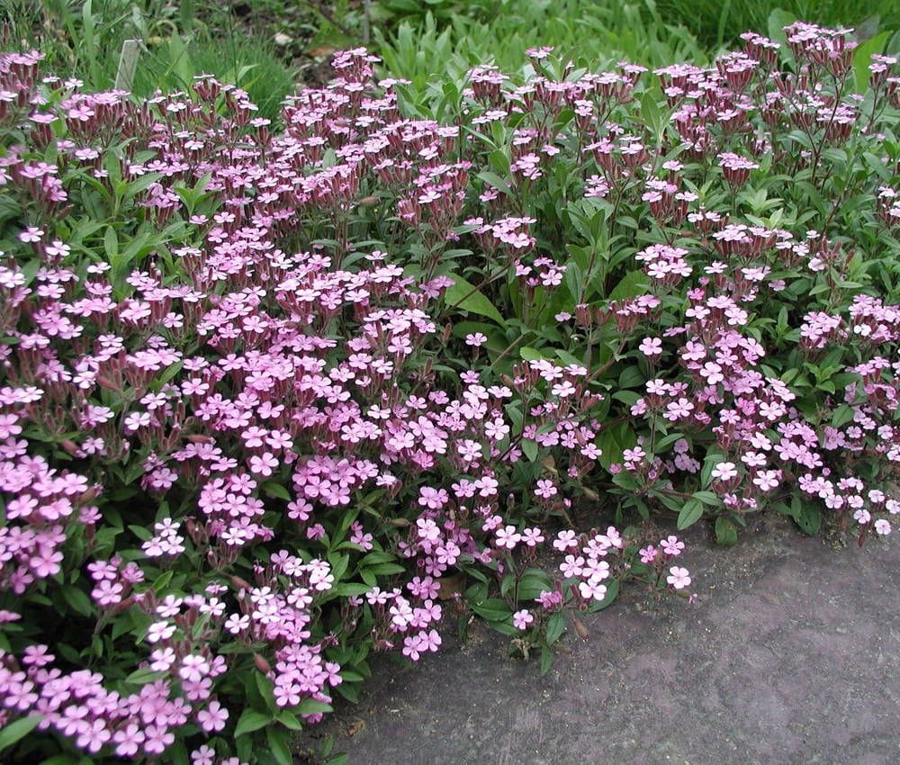 Saponaria ocymoides