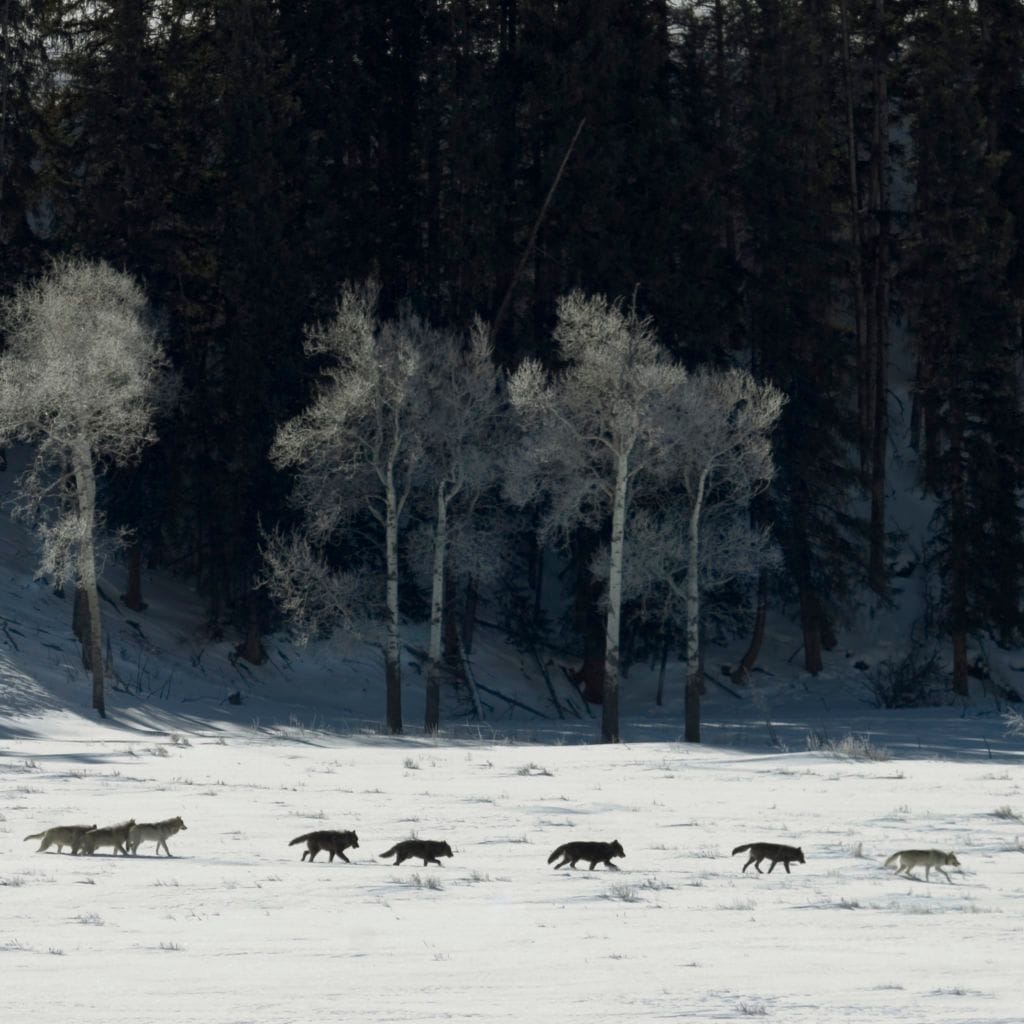 This is Love, Episode 19: The Wolves in Yellowstone National Park