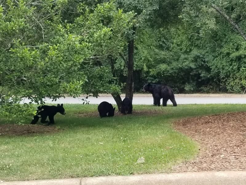 the bear family who lives in my neighborhood