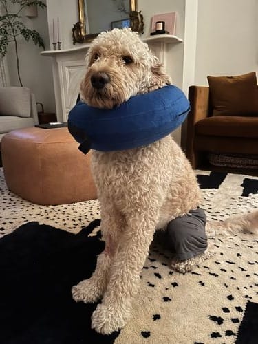 Using An Old T-Shirt To Protect The Dog Bits