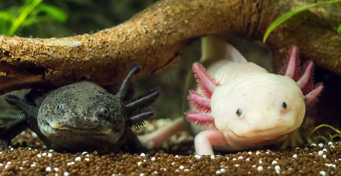 axolotls
