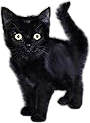 the book called If cats disappeared from the world by Genki Kawamura