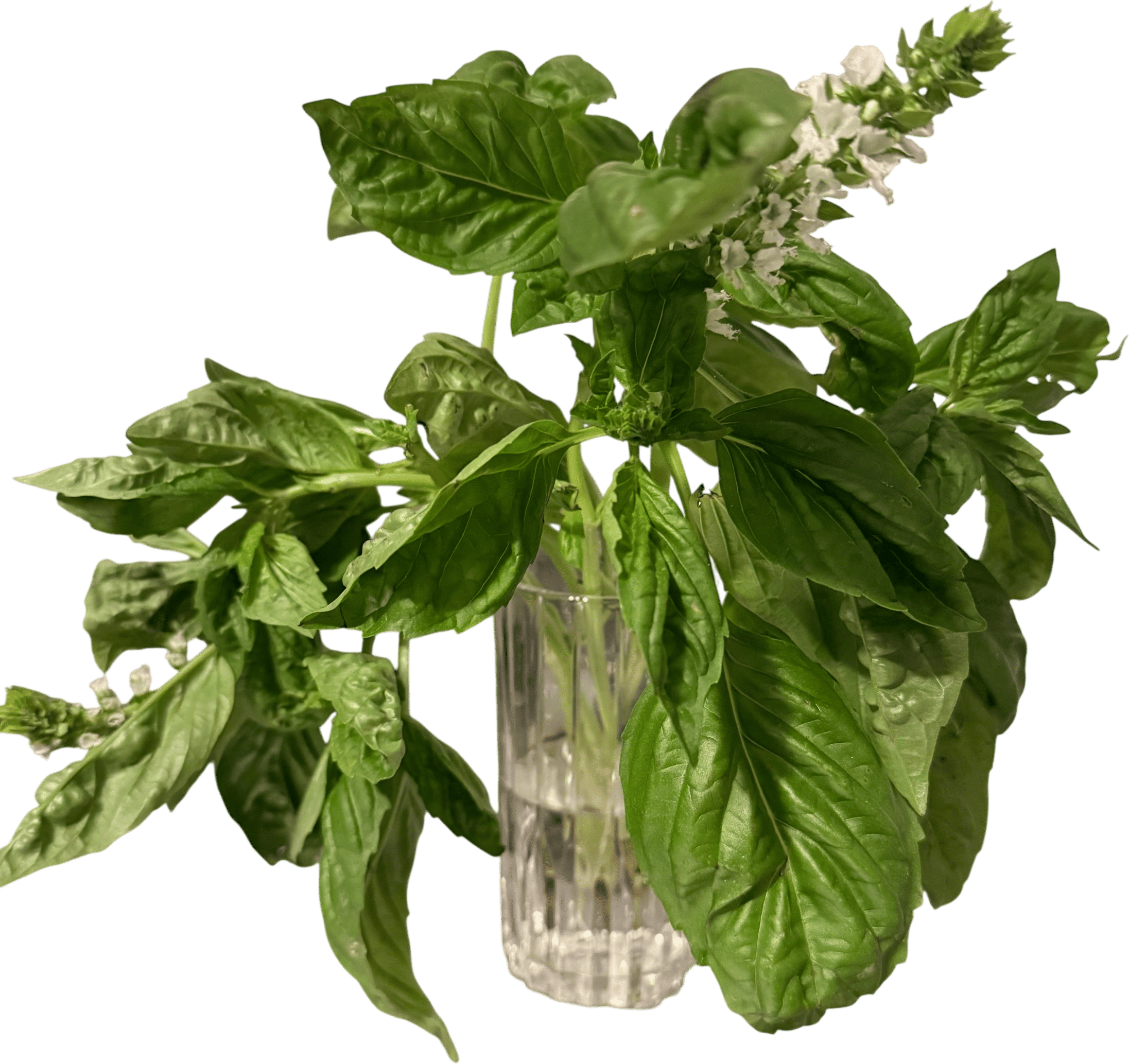 Herb Bouquet for Your Kitchen