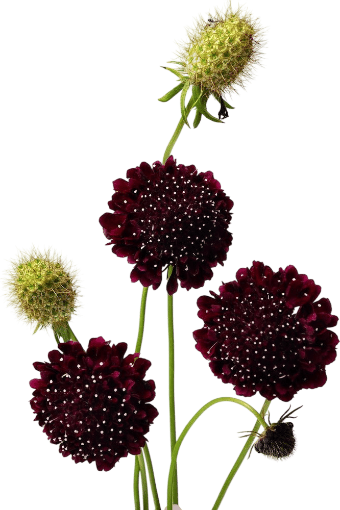 Non-GMO Black Knight Scabiosa Seeds - Sixalix atropurpurea
