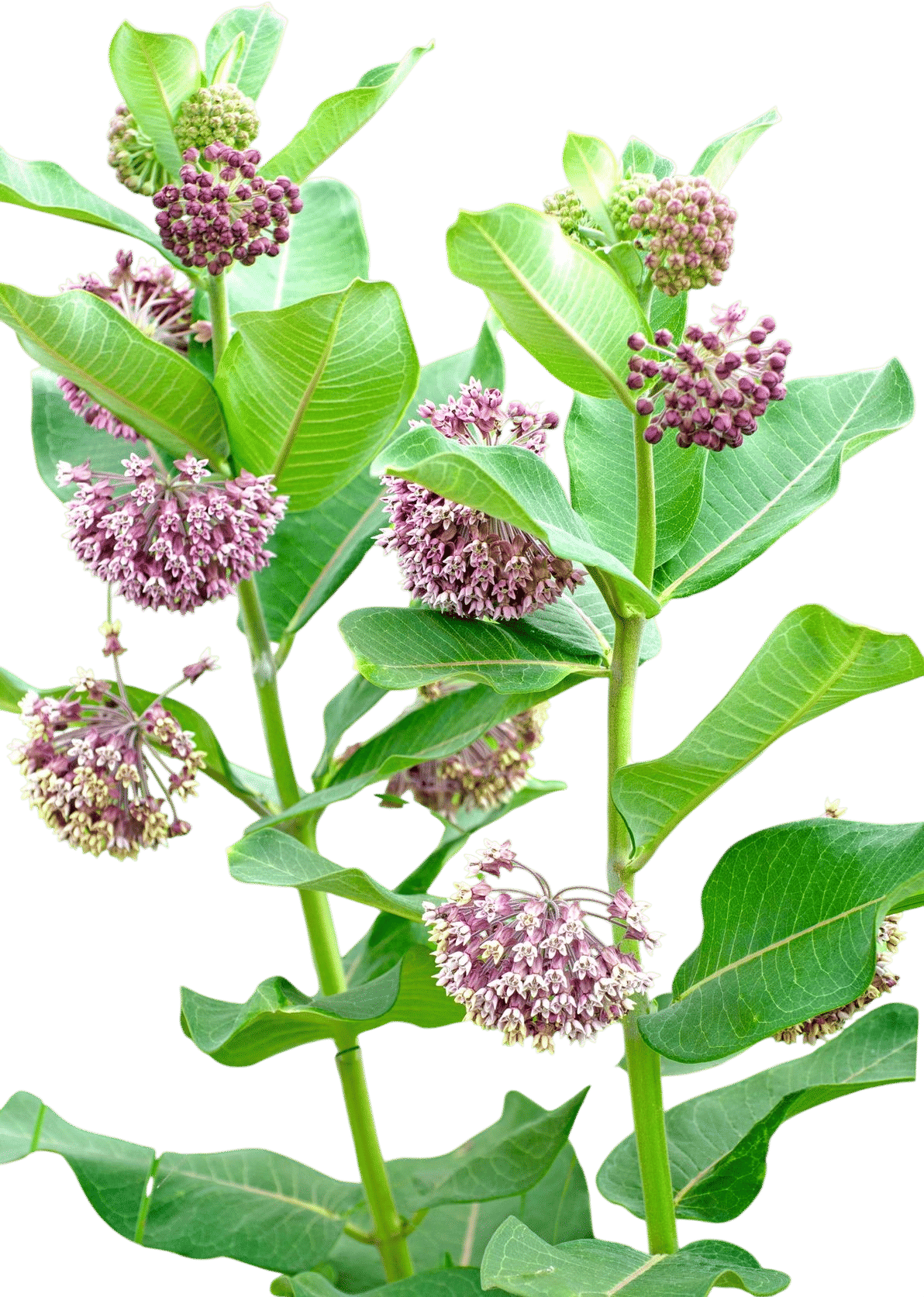 Common Milkweed (Asclepias syriaca)