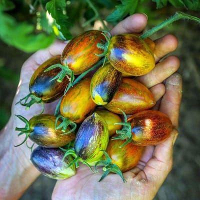 Brad's Atomic Grape Tomato Seeds