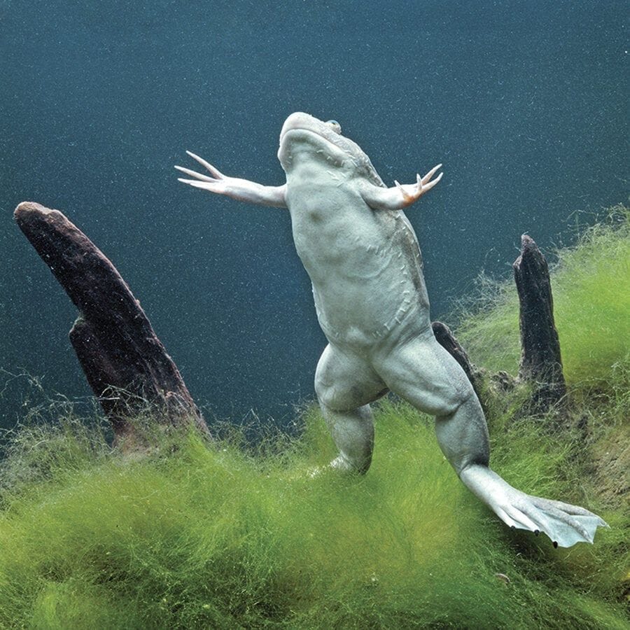 Frog (Anne Fadiman)