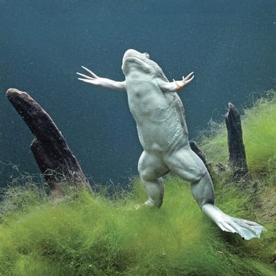 Frog