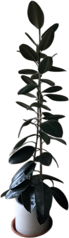 Ficus elastica - Rubber Tree