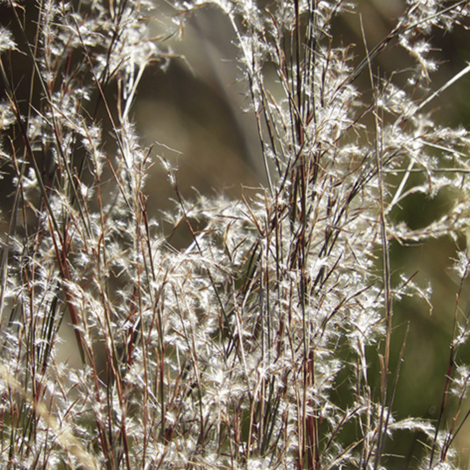 Little Bluestem