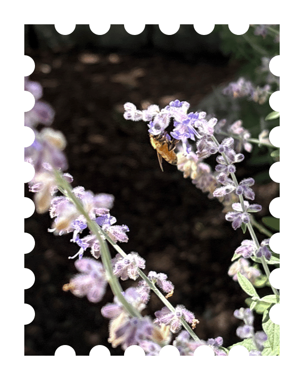 Watch bees collect honey
