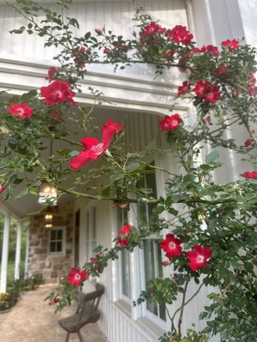 Dortmund Climbing Rose