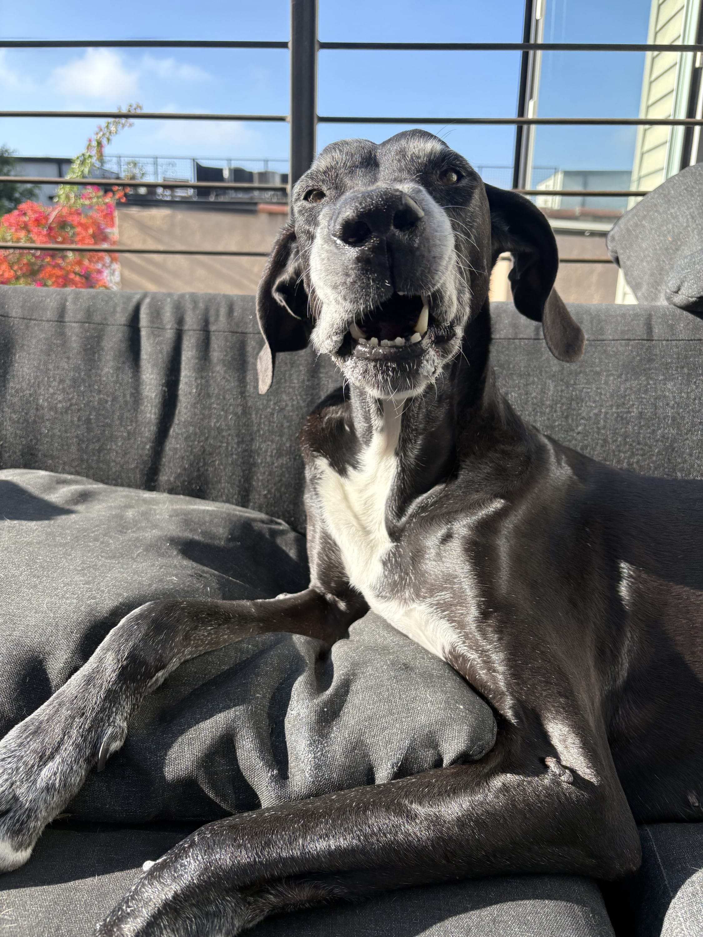 Long conversations with senior dogs