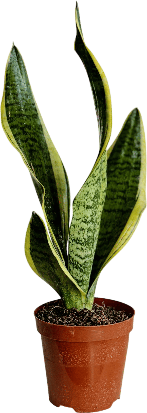 Snake Plant