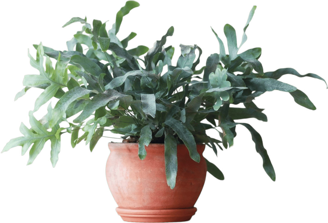Blue Star Fern