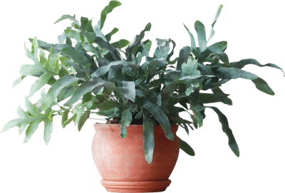 Blue Star Fern