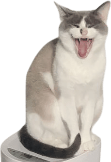 a snowshoe cat
