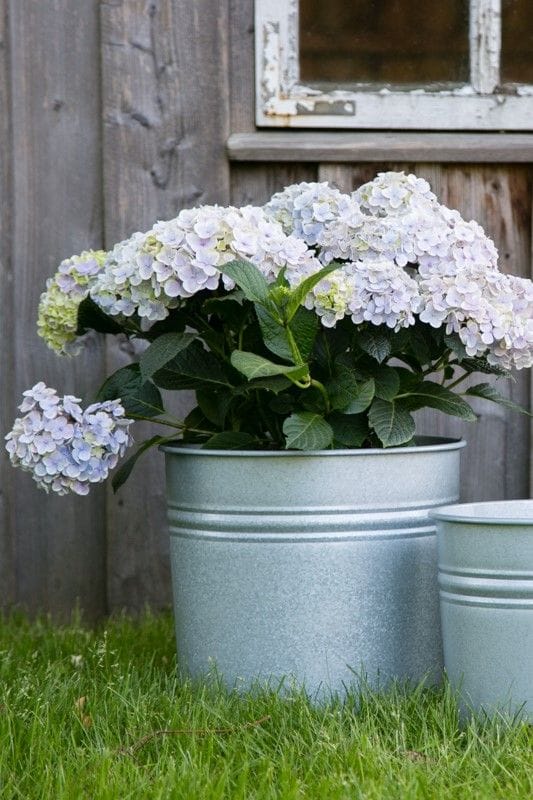 Flower Pots