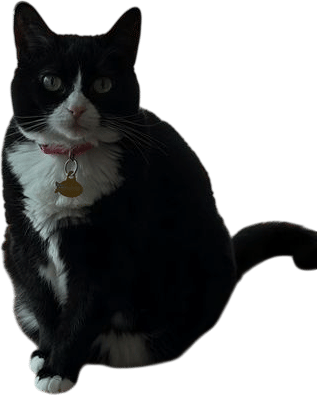 Pepsi (the cat)