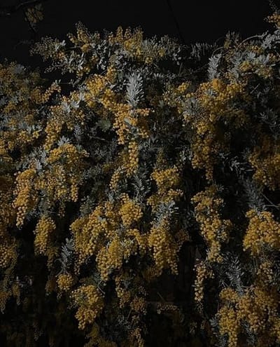 Befriend the tree outside your apartment