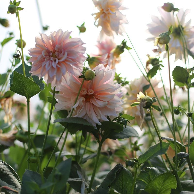 Planting a coffee-themed dahlia garden bed