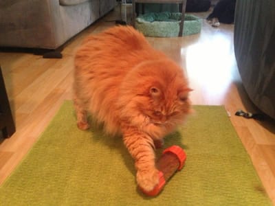 foodpuzzlesforcats.com