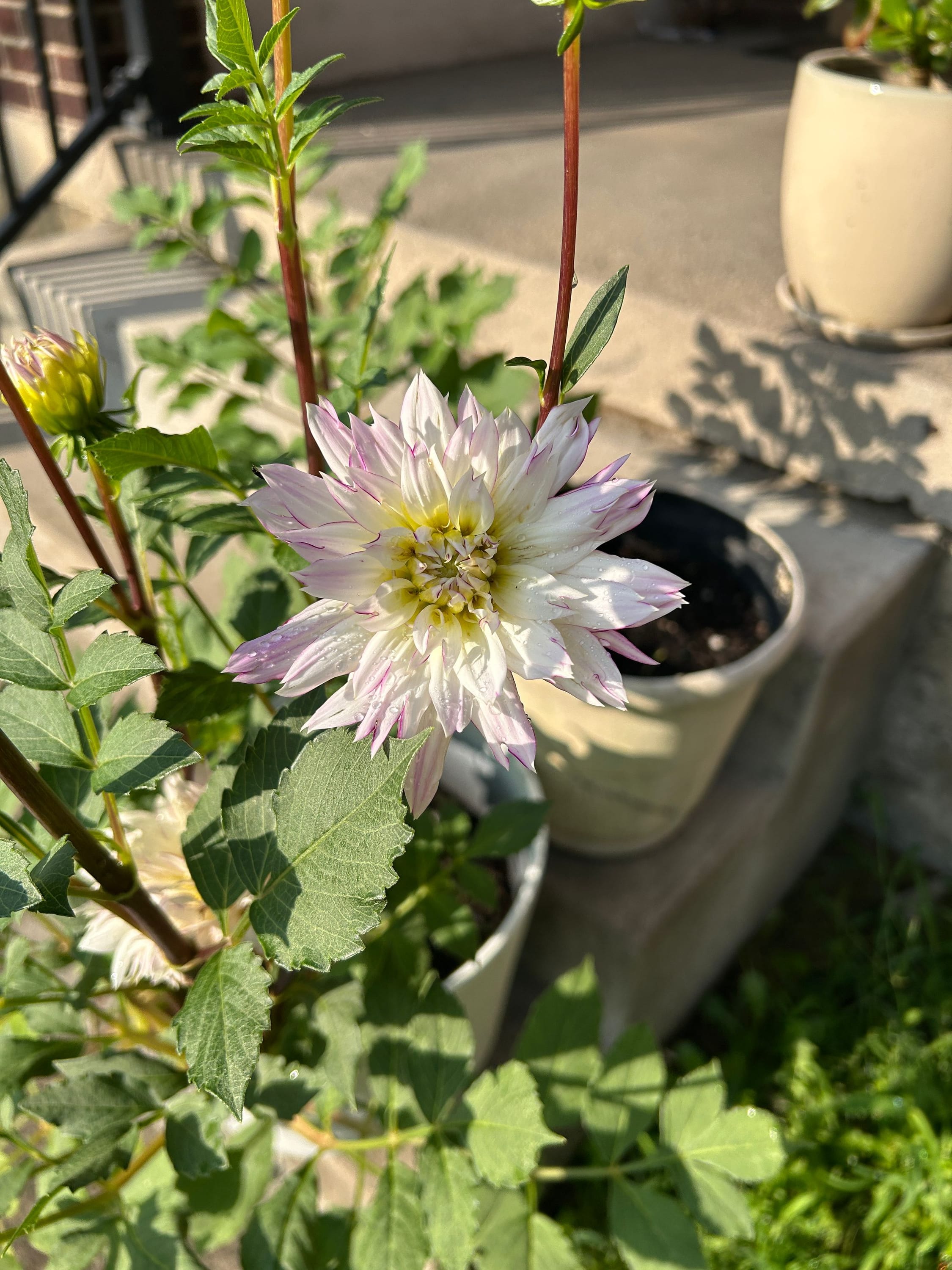 American Dahlia Society