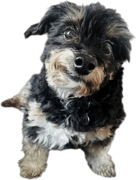 My Dog Greg