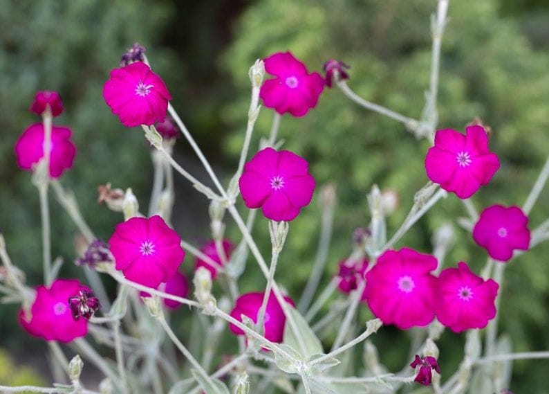 Rose Campion Mullein Pinks Lychnis coronaria Flower Seed Packet