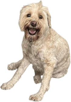 Wheaten-Schnauzer mix (Wauzer? Schweaten?)