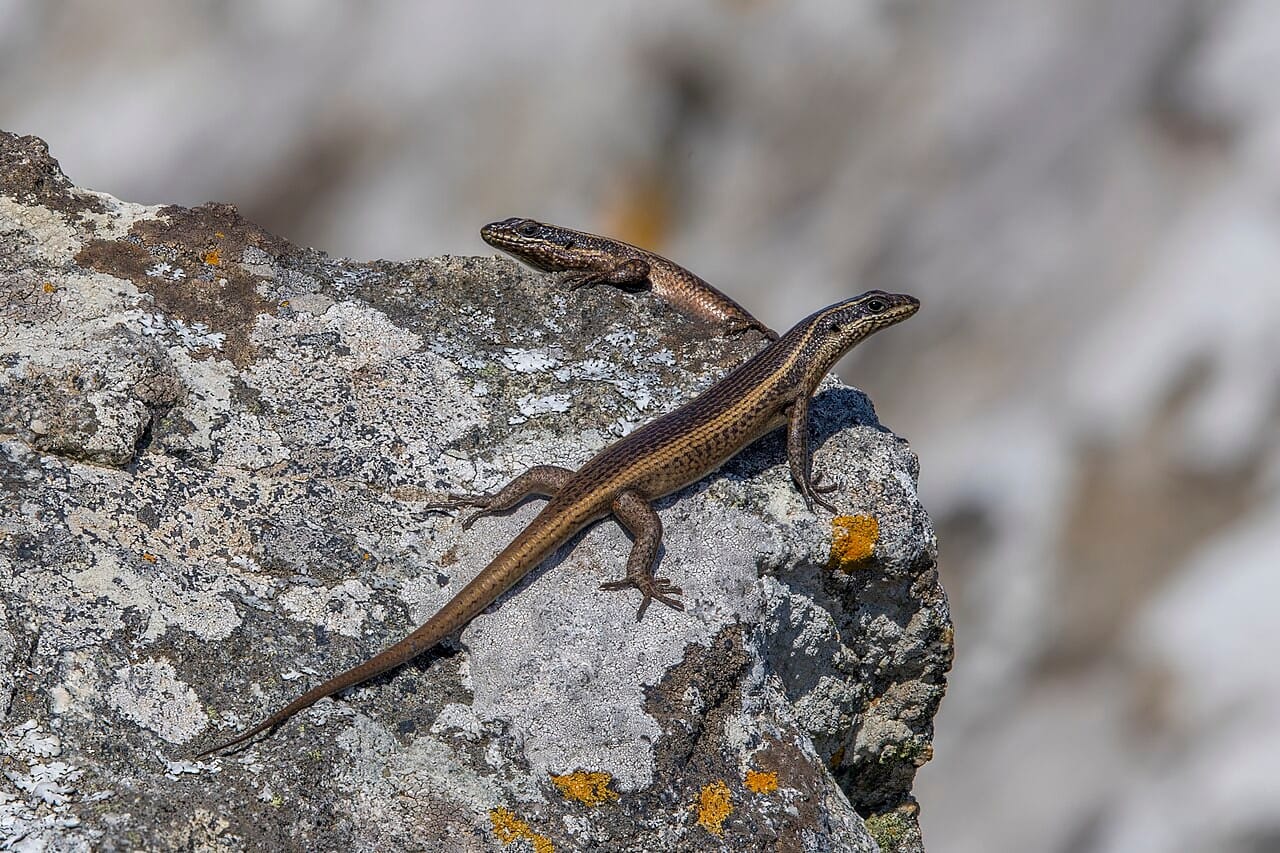 skink