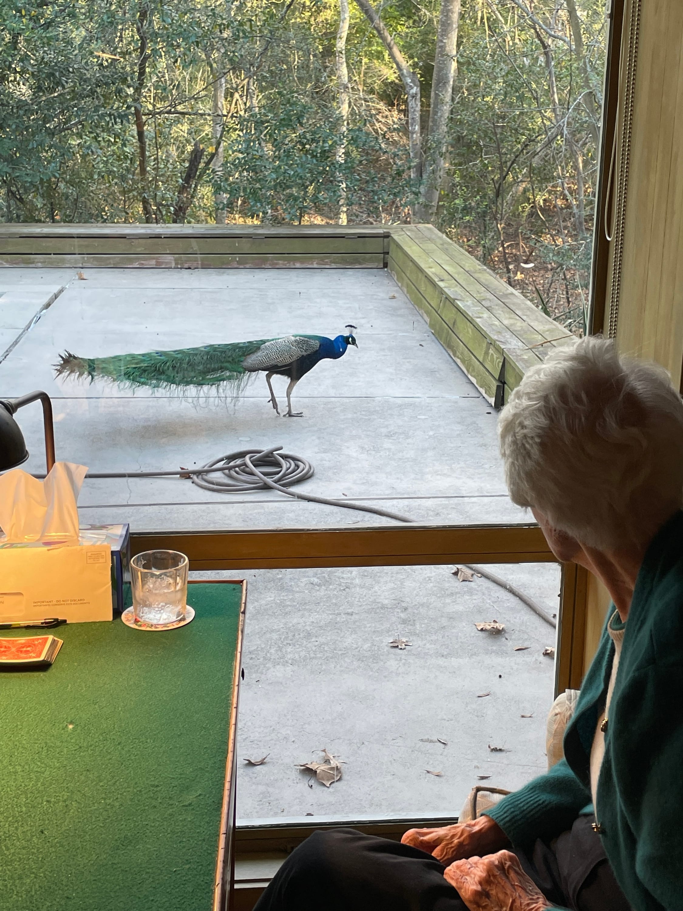 Pete the peacock
