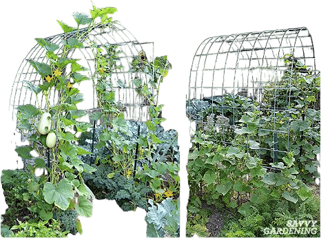 Cattle Panel Trellis