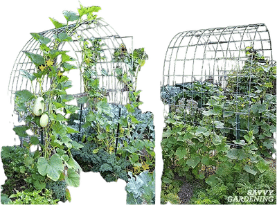 Cattle Panel Trellis