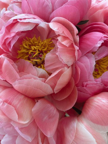 Trader Joe's Peonies