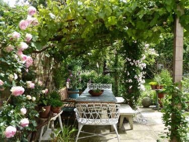 Homegrown Limoncello: Preserving a Precious Meyer Lemon Crop