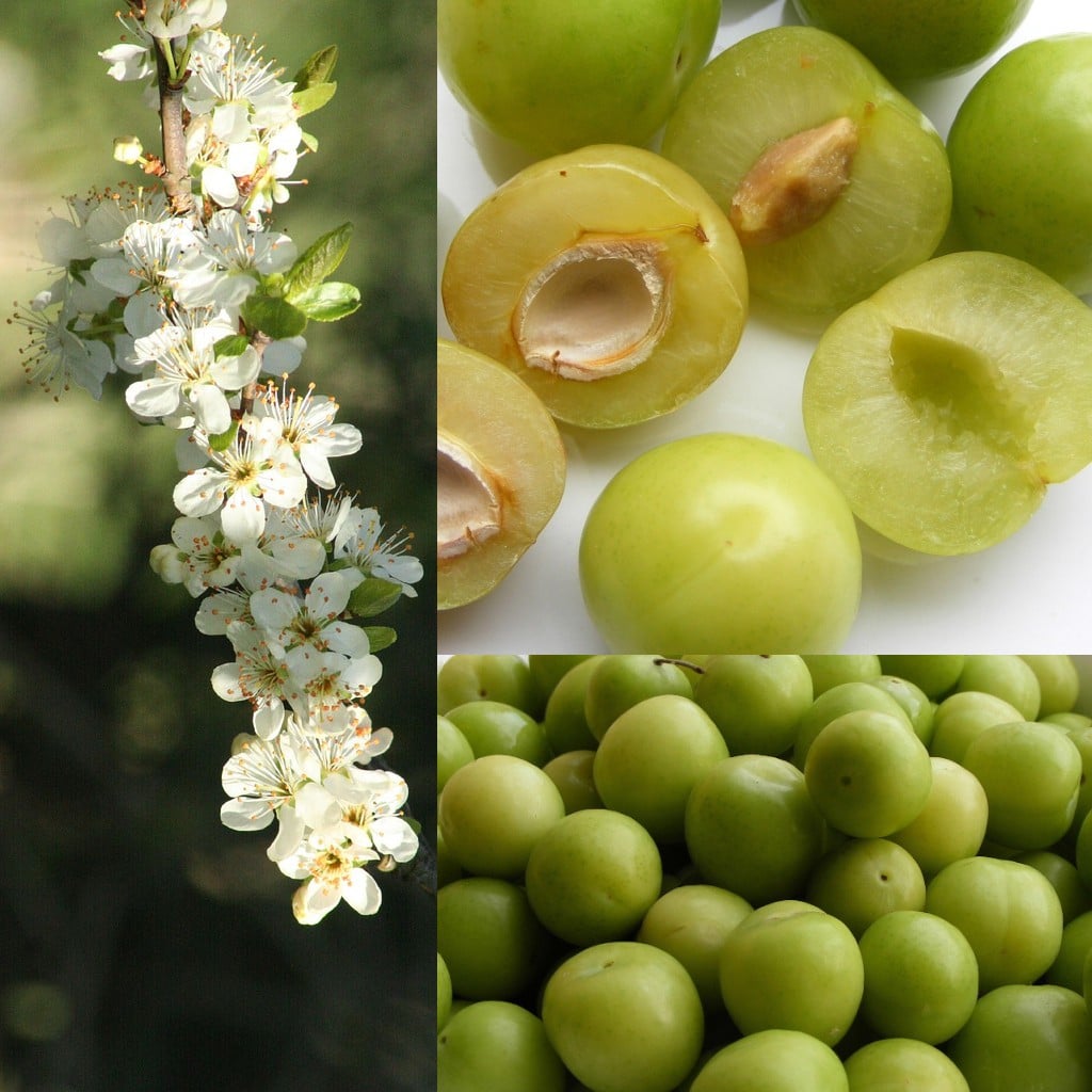 Greengages