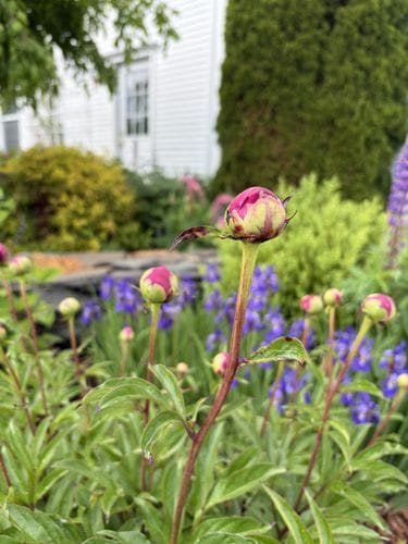 peony buds