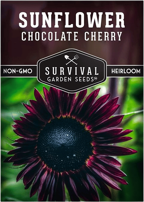 Black Cherry Sunflower Seeds