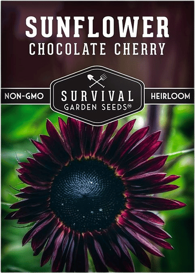 Black Cherry Sunflower Seeds
