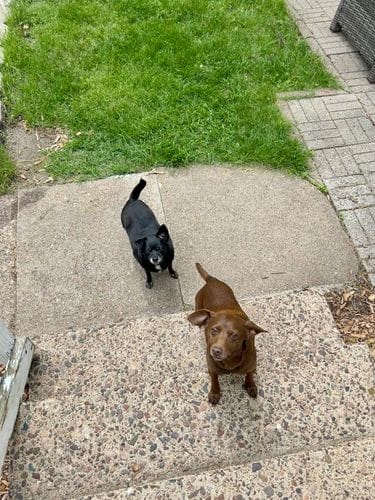 chihuahuas
