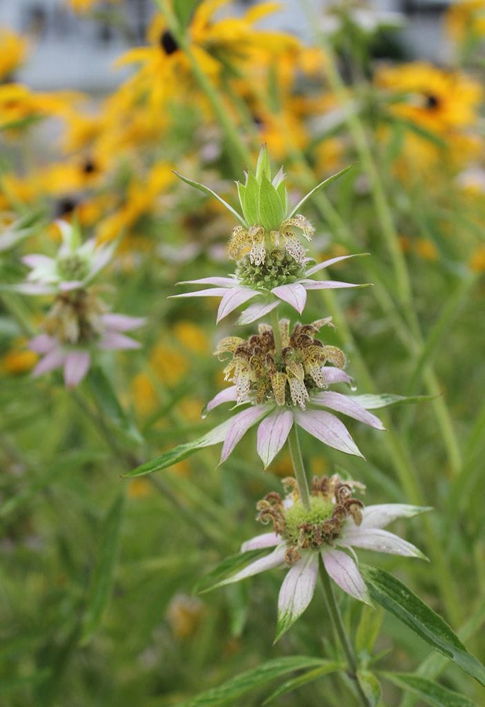 spotted bee balm (monarda punctata)