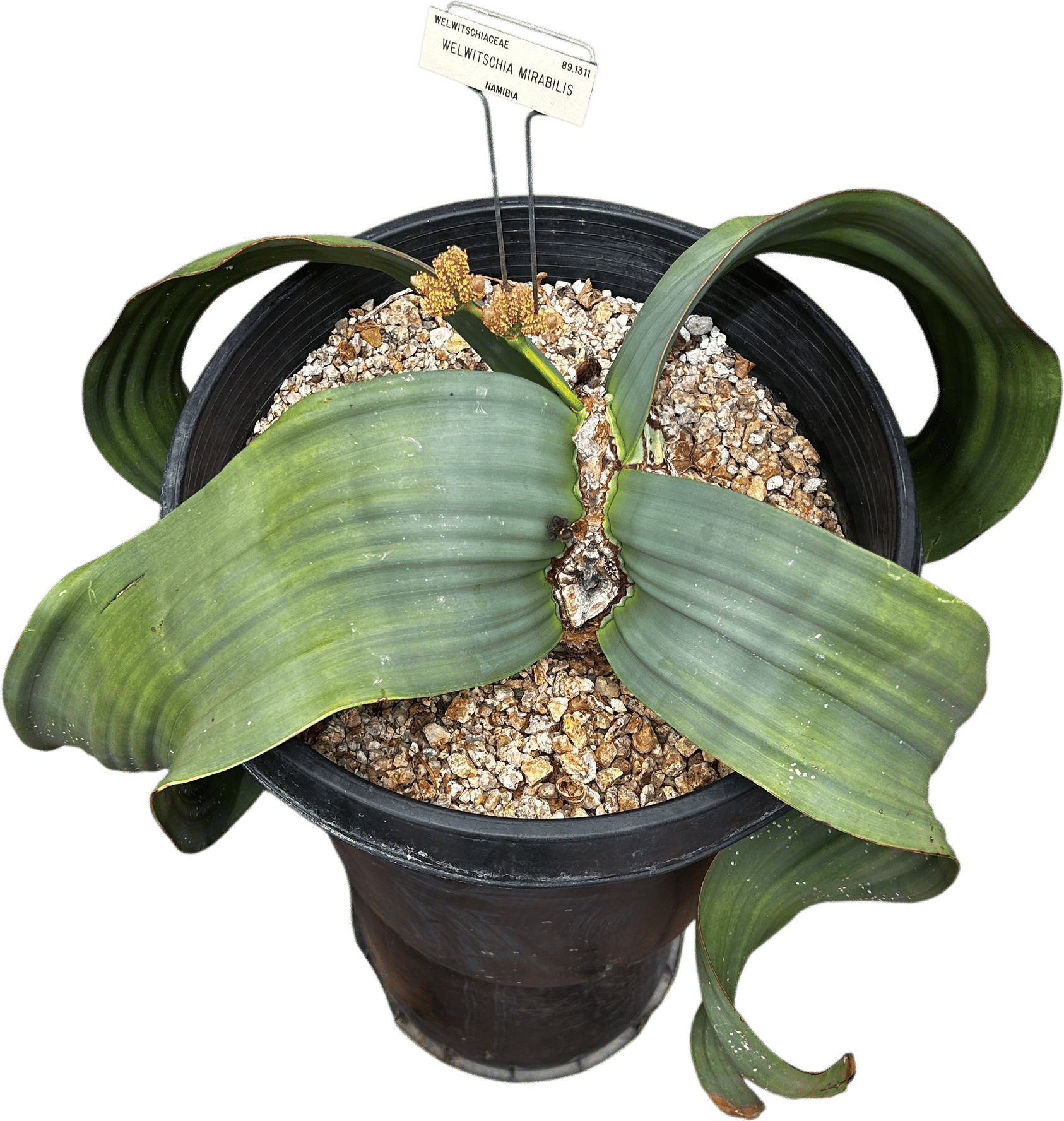 Go see the Welwitschia at the UC Berkeley botanical garden