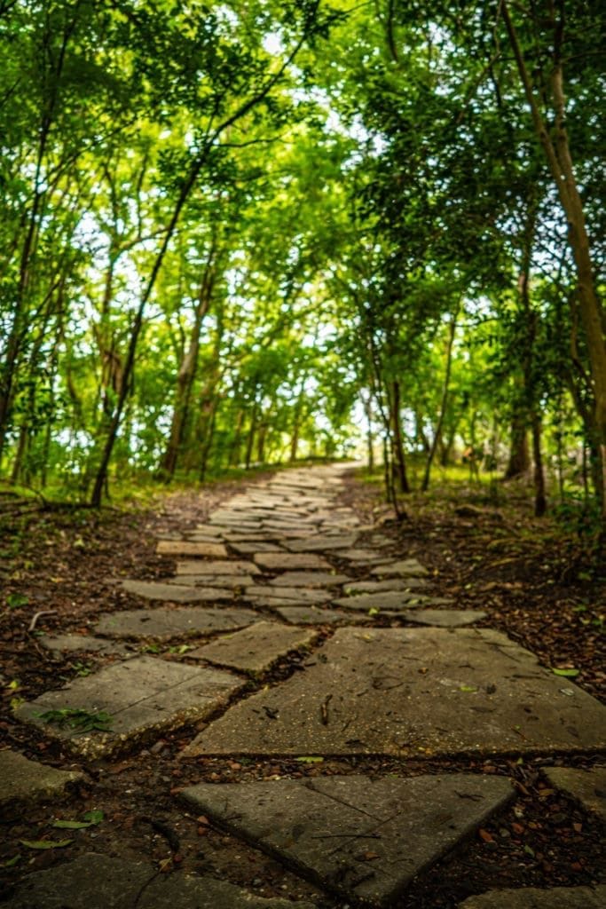 Couturie Forest