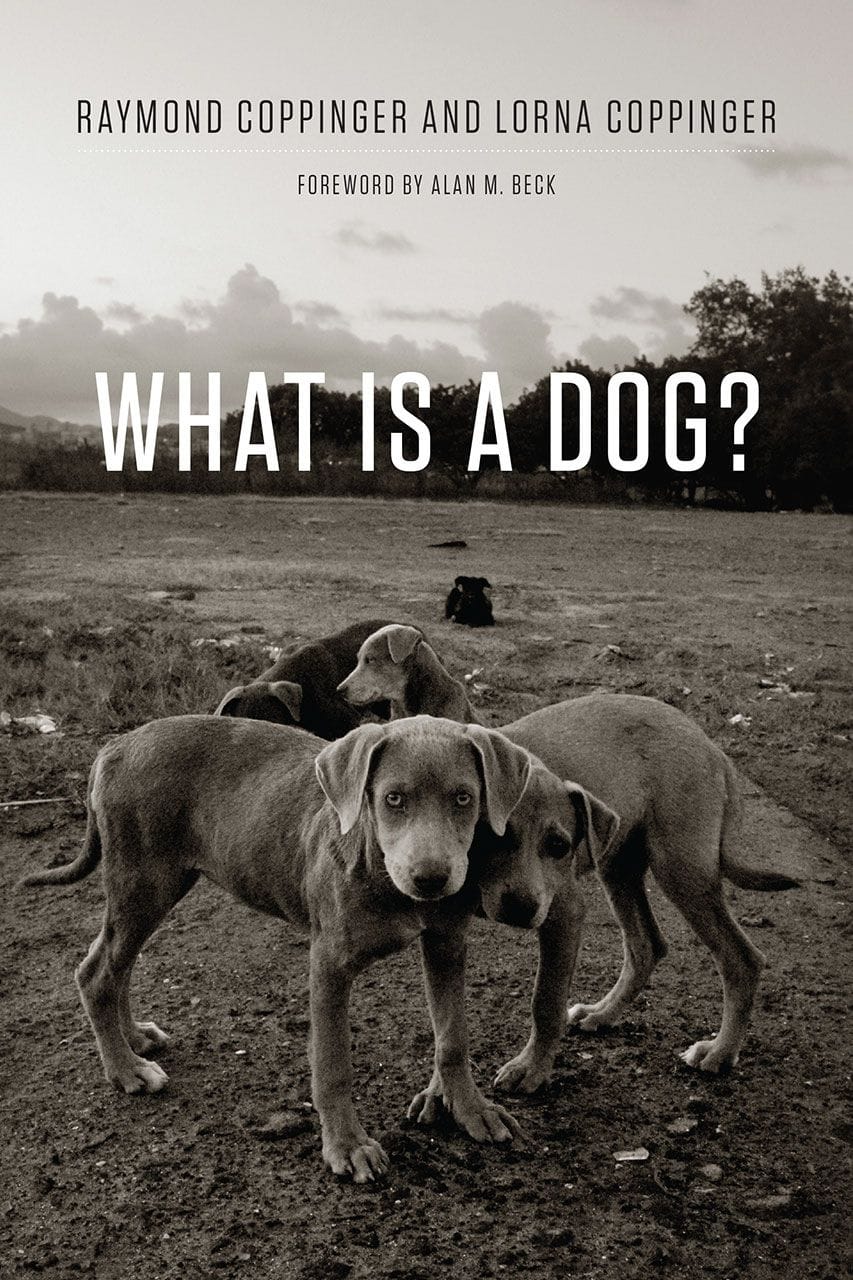 A dog