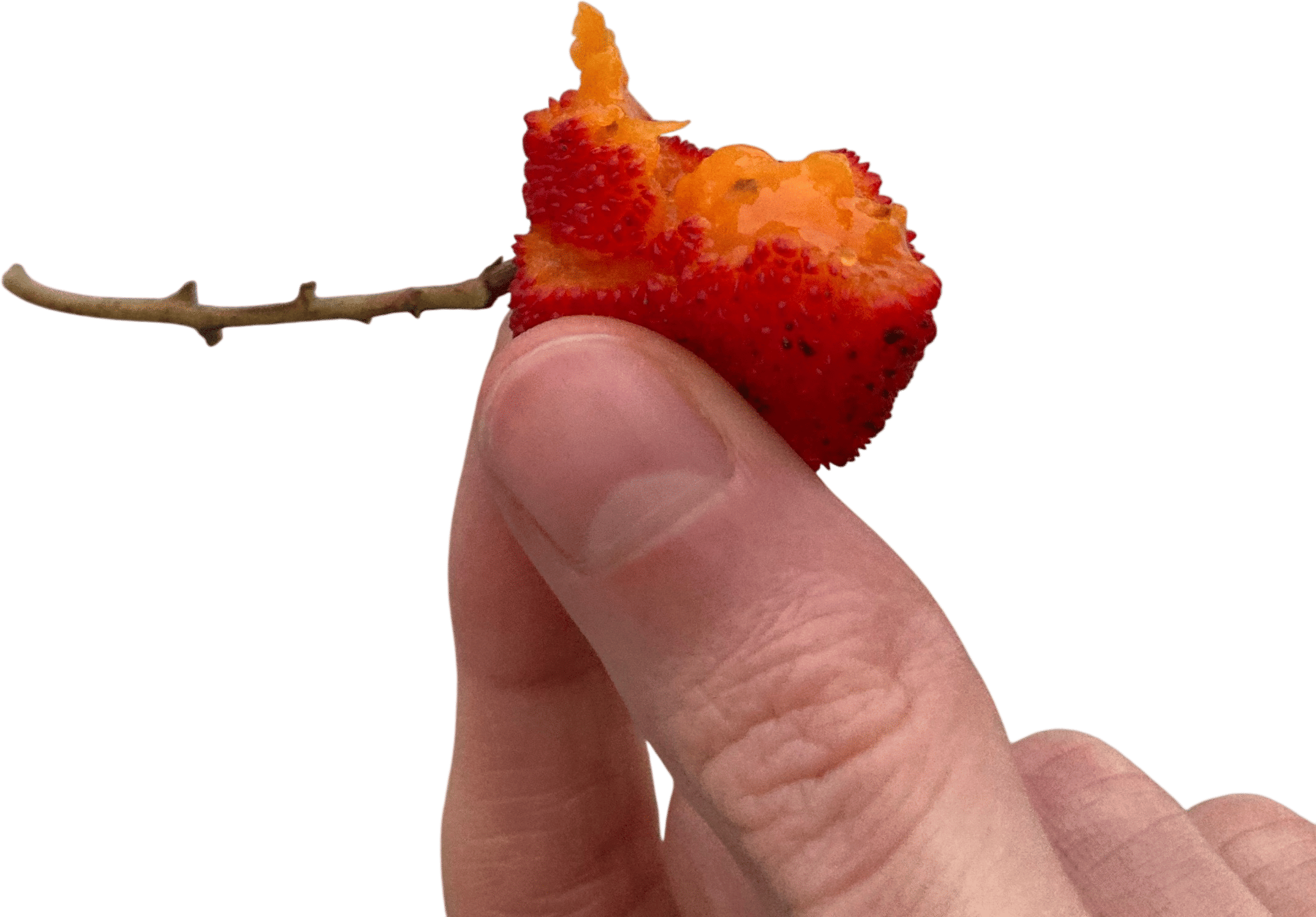 Strawberry Fruit