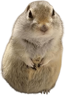 Richardson's Ground Squirrel