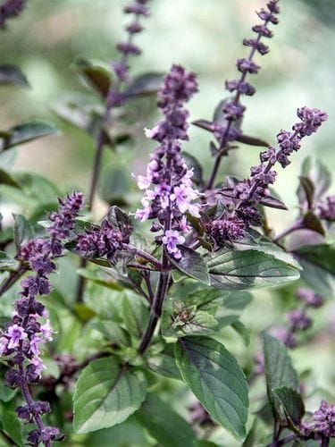 African Blue Basil