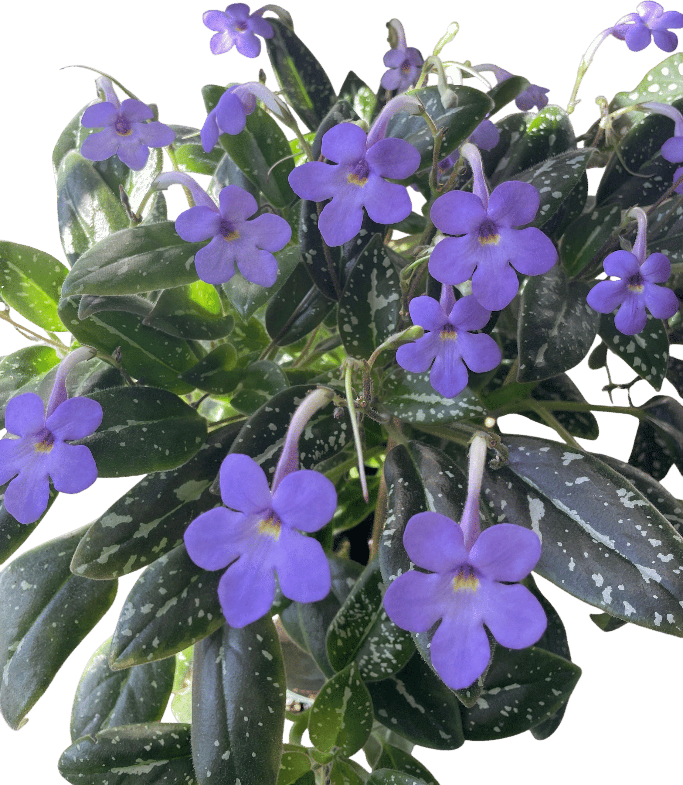 Vietnam violet (michaelmoelleria vietnamensis)