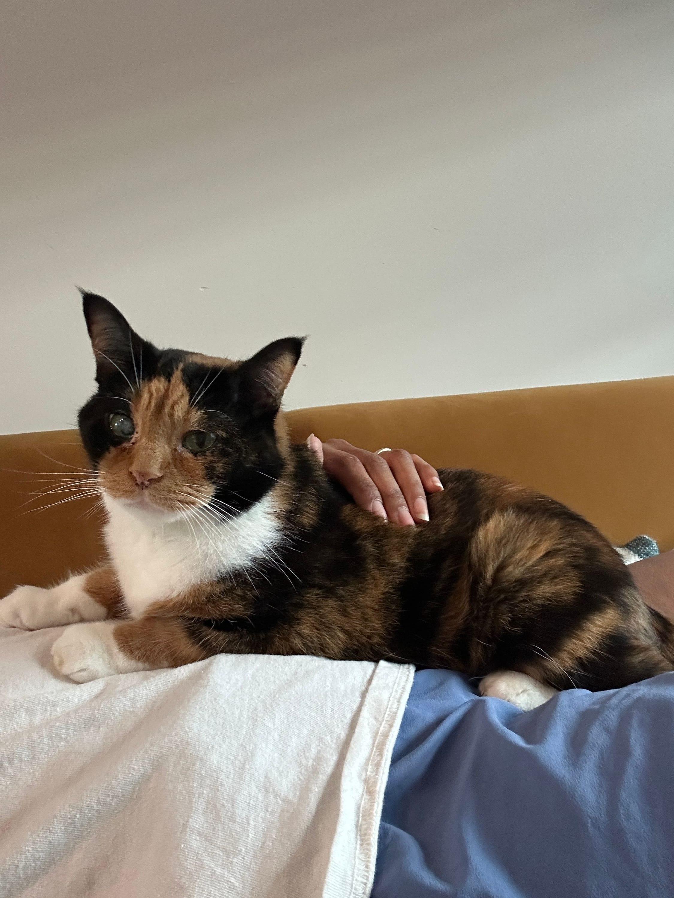 Cat as heating pad for cramps